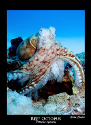 Doesn't matter how often I see an octopus, I always find ... by Sean Cooper 